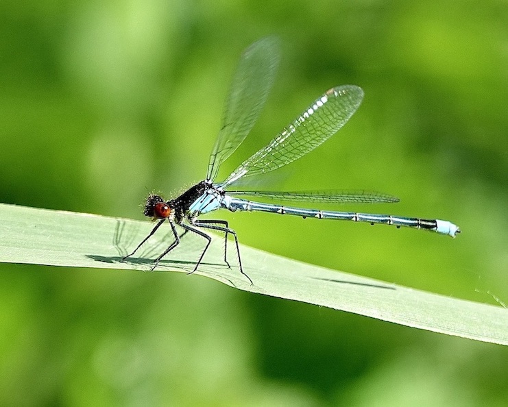 red-eyed damselfly
